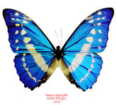 Morpho cypris (Colombia) A-